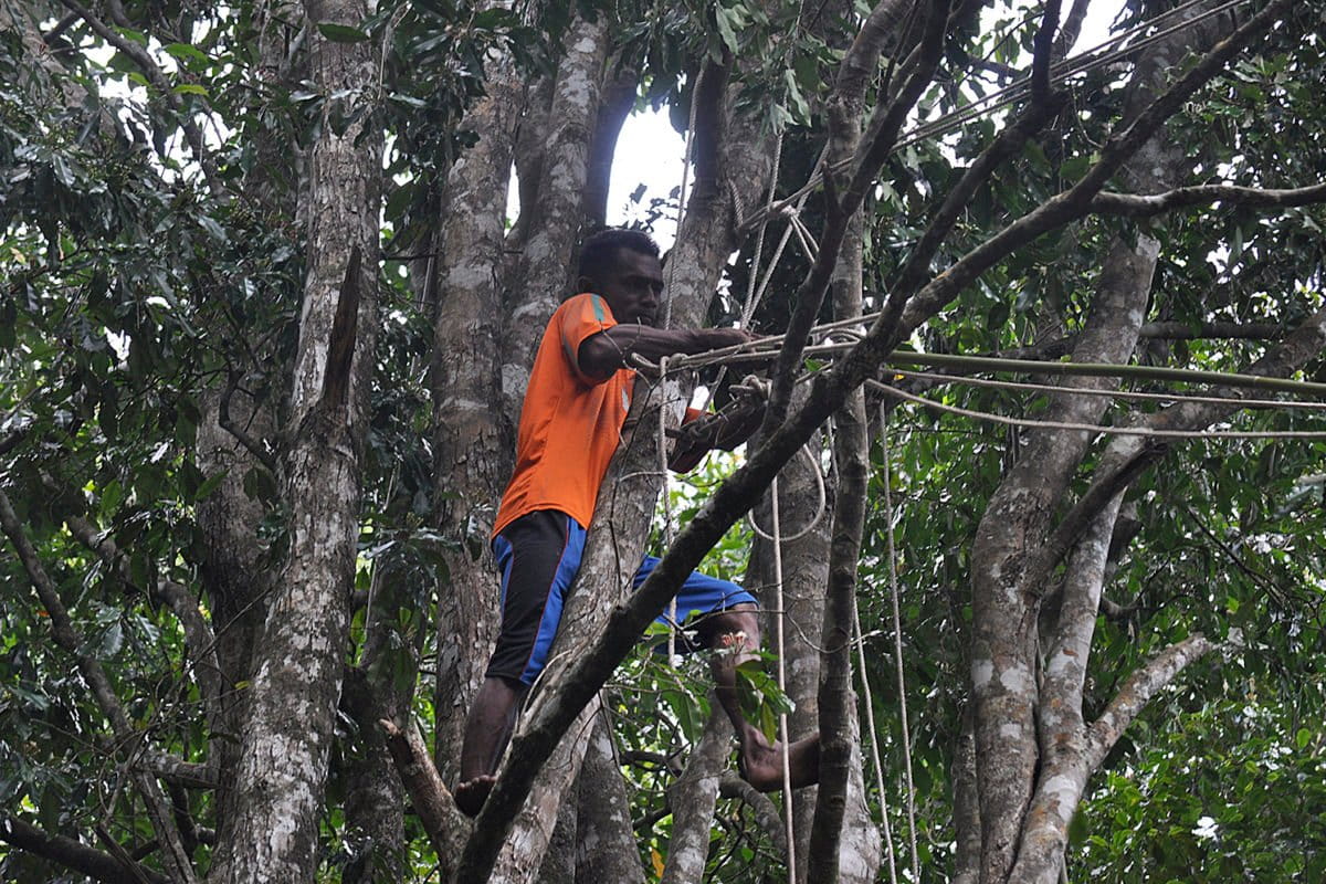 Panen cengih di Kalaodi. Foto: Mahmud Ichi/ Mongabay Indonesia
