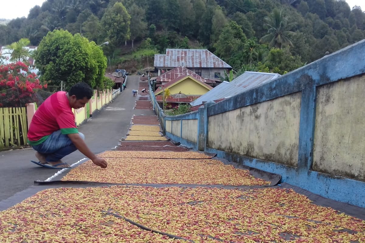 Jalanan di Kalaodi ketika panen raya cengkih. Di tepi jalan warga jemur cengkih. Tetapi, sejak beberapa tahun ini, cengkih tak berbuah, atau kalau pun berbuah sedikit sekali karena terdampak iklim. Foto: Mahmud Ichi/ Mongabay Indonesia