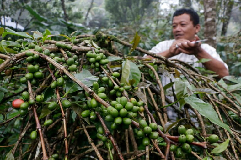 Petani kopi di Batang Toru. Foto: Junaidi Hanafiah/ Mongabay Indonesia