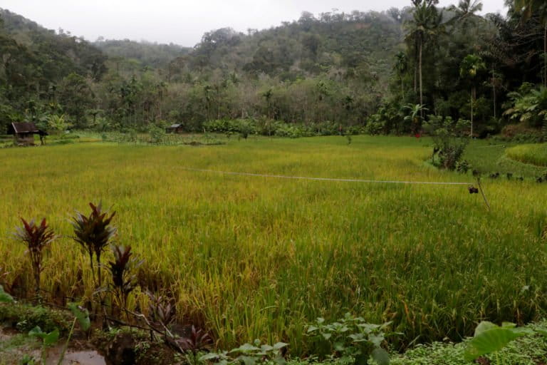 Lahan pertanian warga yang memerlukan pengairan dari sungai di batang Toru. Foto: Junaidi Hanafiah/ Mongabay Indonesia