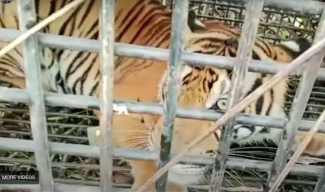 Harimau masuk kandang jebak di Langkat. anjing yang jadi binatang umpang tak diganggu harimau. Petugas pun kena protes karena beri umpan harimau dengan anjing karena khawatir kalau sampai anjing bawa virus. Foto: screenshot dari video