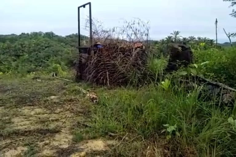 Harimau dari TNGL masuk kandang jebak di Langkat. Foto: Ayat S Karokaro/ Mongabay Indonesia
