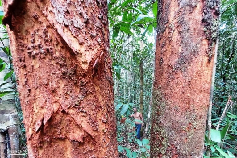 Hutan Bariat, yang akan hilang kalau sampai perusahaan sawit jadi beroperasi. Foto: Tantowi Djauhari/ Mongabay Indonesia
