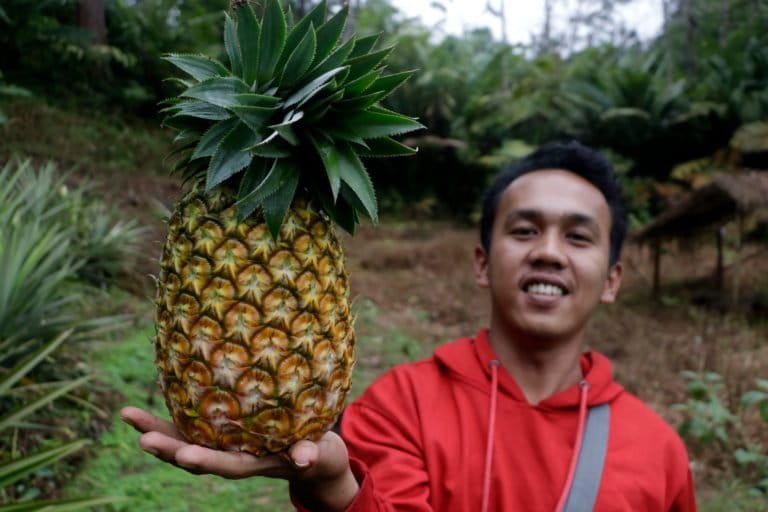 Warga yang hidup di bentang Batang Toru, antara lain dari bertani dan berkebun. Foto: Junaidi Hanafiah/ Mongabay Indonesia