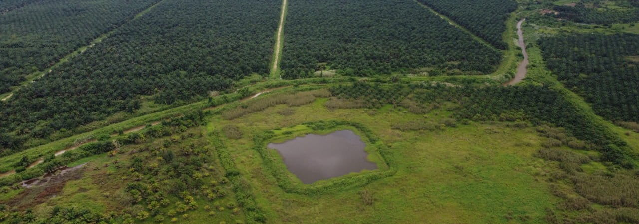 Kolam Air yang dibuat perusahaan PT. Sawit Jaya Abadi 2 menggunakan alat berat, agar terkesan Danau Toju masih ada. Foto: Sarjan Lahay/Mongabay Indonesia