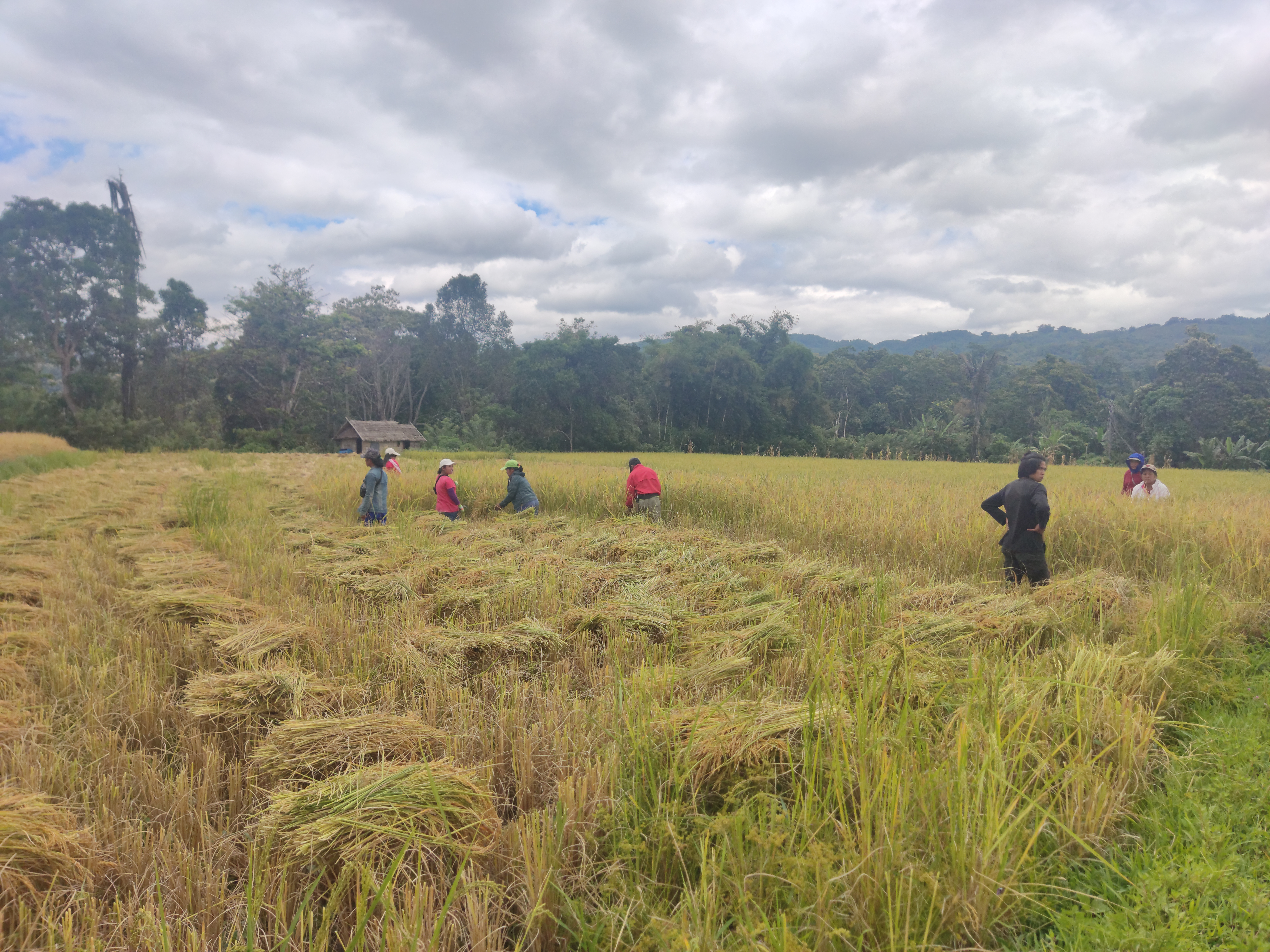 Masyarakat Desa Onondowa, Kecamatan Rampi sedang melakukan panen. Foto: Riski Saputra