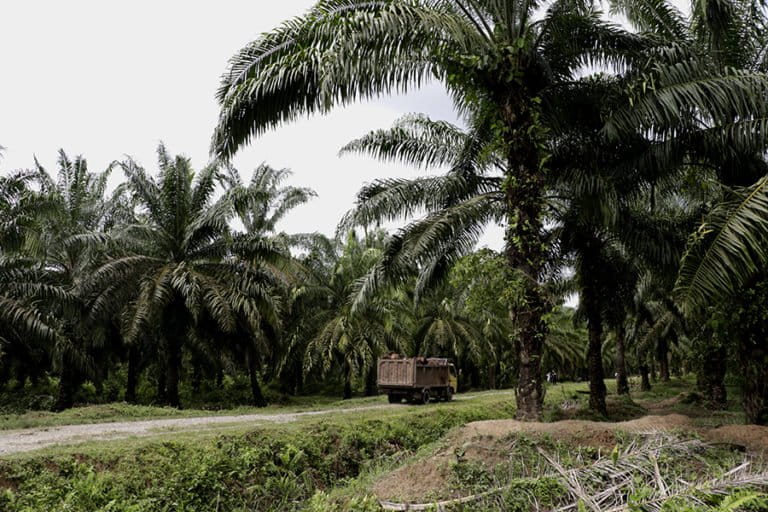 Operasi perusahaan di kebun sawit mereka di Rawa Tripa masih terus jalan walaupun vonis bersalah sudah berkekuatan hukum tetap. Foto: Junaidi Hanafiah/ Mongabay Indonesia