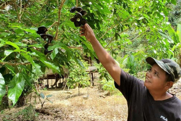 Jwngkol, salah satu tanaman andalan warga Uraso. Foto: Wahyu Chandra/ Mongabay Indonesia