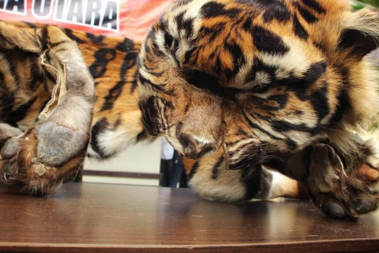 Ketika banyak harimau keluar dari kawasan hutan, konflik dengan manusia pun berpotensi muncul dan bisa berakhir dengan pembunuhan harimau. Foto: Ayat S Karokaro/ Mongabay Indonesia