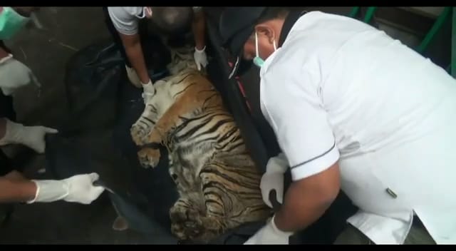 Harimau Sumatera dari Leuser dievakuasi. Foto: Ayat S Karokaro/ Mongabay Indonesia