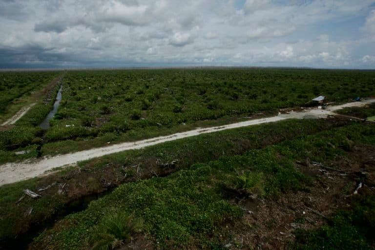 Kebun sawit di Rawa Tripa. Foto: Junaidi Hanafiah/ Mongabay Indonesia