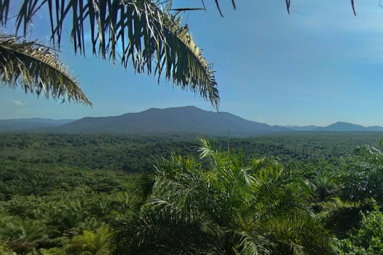 Hamparan kebun sawit di Langgikima. Foto: Riza Salman