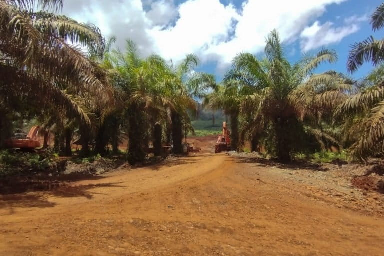 Janii manis kepada petani sawit plasma di Langgikima, kenyataan jauh dari harapan. Foto: Riza Salman