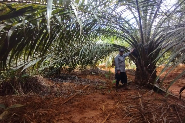 Kebun petani sawit di Langgikima. Foto: Riza Salman