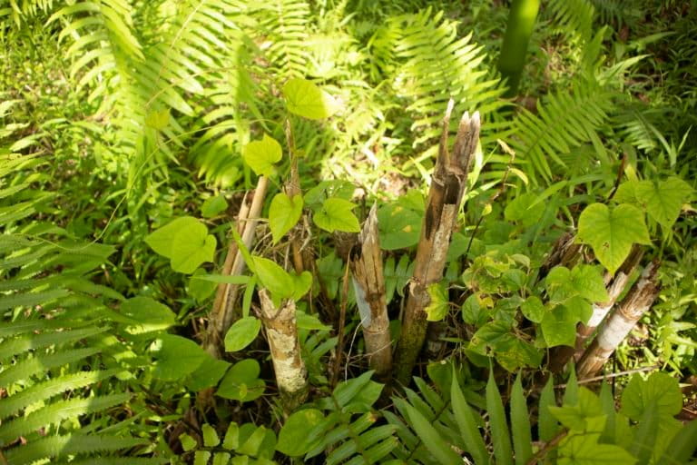 Warga tebang bambu karena pembangkit biomassa tak beroperasi lagi. Foto: Jaka HB/ Mongabay Indonesia
