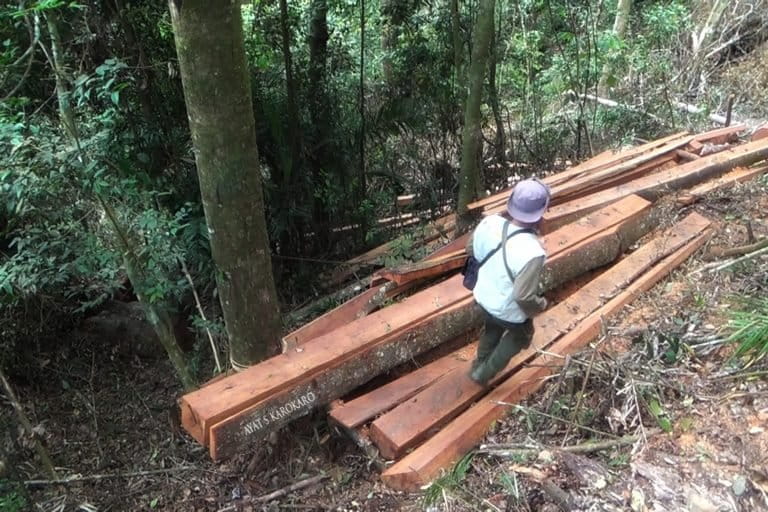 Kayu yang ditebang di TNGL oleh pembalak liar. Foto: Ayat S Karokaro/ Mongabay Indonesia
