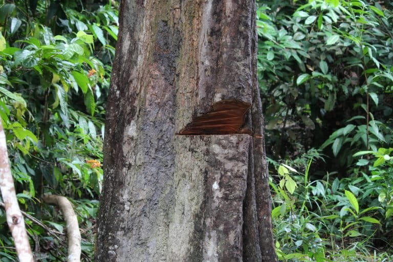 Upaya penebangan kayu dalam kawasan huta lindung dan knservasi terus terjadi. Perlu tindakan tegas dan penjara maksimal agar ada penjeraan(Ayat S Karokaro)-01.jpeg
