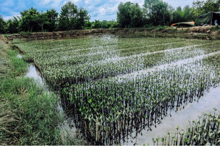 Pembibitan tanaman untuk hutan mangrove Sicanang. Foto: Baritanews Lumbanbatu/ Mongabay Indonesia