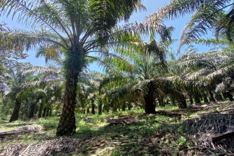 Kebun sawit petani mandiri di Luwu Utara. Foto: Suriani Mappong/ LKBN Antara