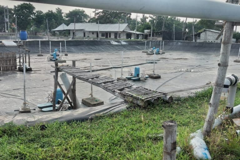 Tambak udang yang sudah ditinggalkan karena merugi. Tambak udang menghilangkan batas lahan milik warga. Foto: Moh. Tamimi/Mongabay Indonesia