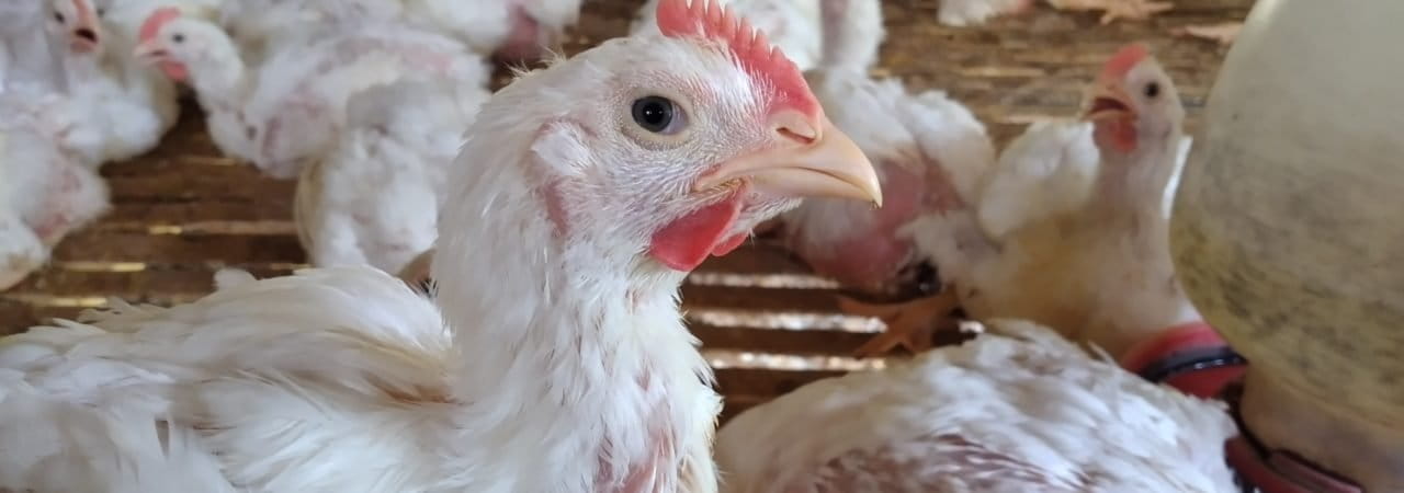 Ayam pedaging. Pelihara ayam kalau banyak pakai obat-obatan termasuk antibiotik dan pemelihafraan tidak dengan kandang yang baik akan bahayakan keamanan dan kesehatan manusia. Foto: Moh Tamimi/ Mongabay Indonesia