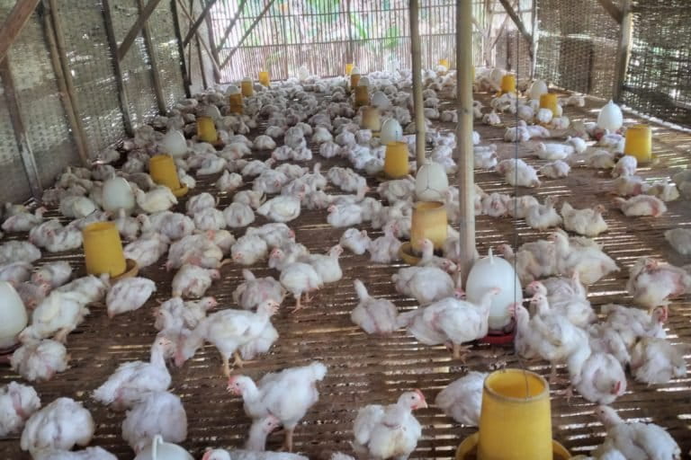 Ratusan ayam potong dalam kandang kayu . Foto: Moh.Tamimi/ Mongabay Indonesia