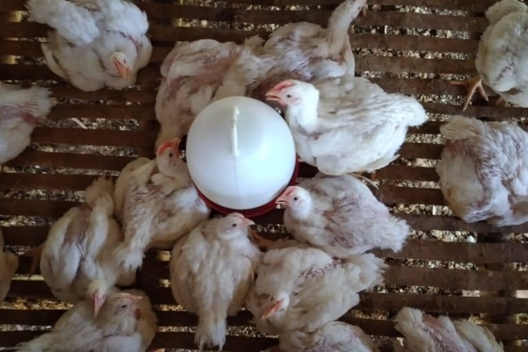 Ayam dan kebersihannya mempengaruhi kualitas. Foto: Moh Tamimi/ Mongabay Indonesia