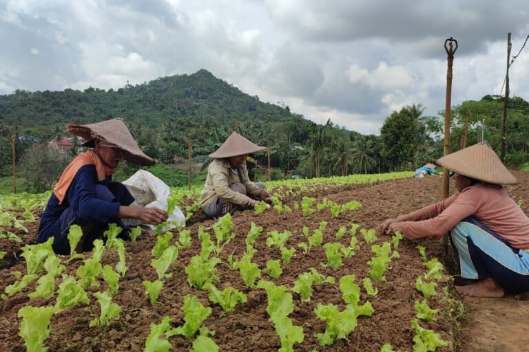Para petani perempuan yang bertahan dan bertekad tak mau ada tambang batubara di Desa Sumber Sari. Foto: Abdallah Naem/ Mongabay Indonesia