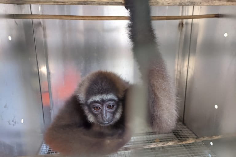 Owa Jawa sitaan di Gorontalo. Foto: Sarjan Lahay/ Mongabay Indonesia