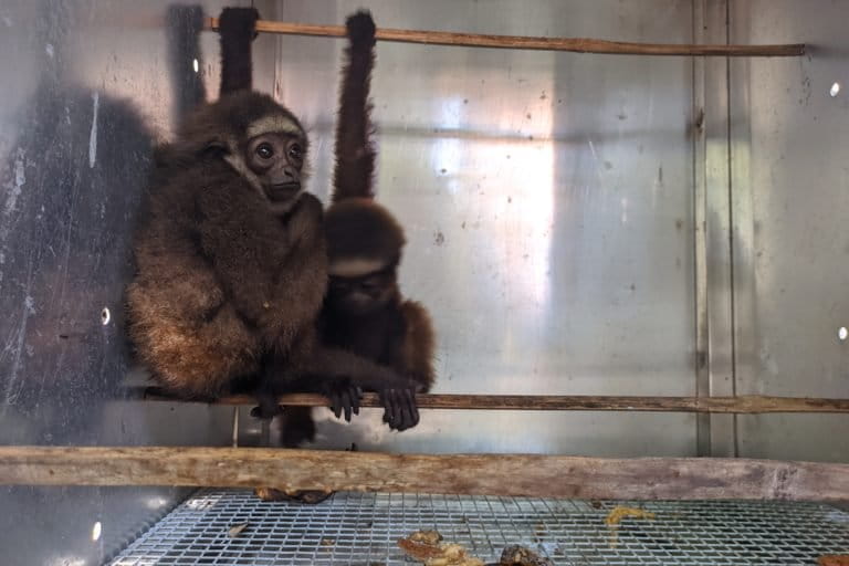 Owa Jawa yang diamankan petugas saat razia kedaraan di Gorontalo. Foto: Sarjan Lahay/ Mongabay Indonesia