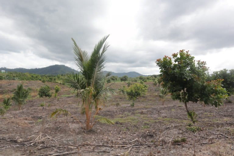 Warga mulai ganti kebun sawit dengan berbagai tanaman laion. Foto: Zulkifli Mangkau/ Mongabay Indonesia
