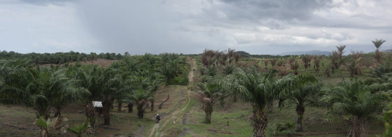 Penampakan tanaman sawit yang berada di Desa Nipa Kalemoa, perlahan-lahan berkurang karena masyarakat bersikukuh ingin mengganti sawit dengan tanaman menguntungkan lainnya seperti jagung. Foto/Zulkifli Mangkau.