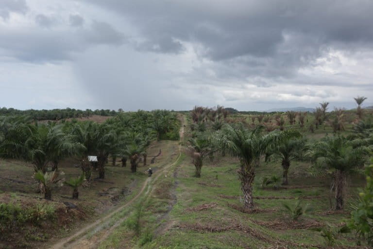 Penampakan tanaman sawit yang berada di Desa Nipa Kalemoa, perlahan-lahan berkurang karena masyarakat bersikukuh ingin mengganti sawit dengan tanaman menguntungkan lainnya seperti jagung. Foto/Zulkifli Mangkau.