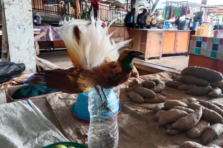 Cenderawasih awetan di Papua. Foto:Putri Nurjannah Kurita