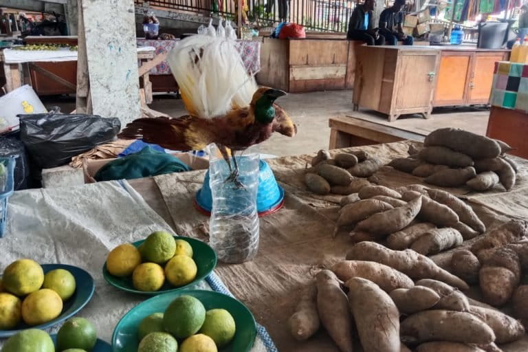 Cenderawasih awetan. Foto: Putri Nurjannah Kurita/ Tribun Papua