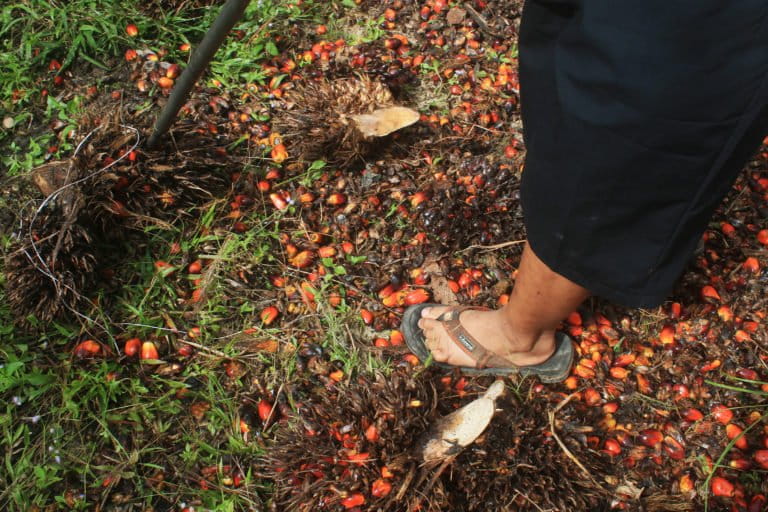 Saeit petani mandiri di Landak. Foto: Siti Salbiyah/ Pontianak Post