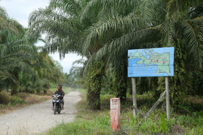 Perkebunan-PT-Tandan-Sawita-Papua-
