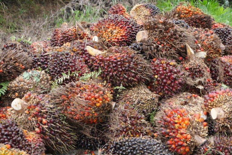 Area PT Tandan Sawita Papua. Foto: Asrida Elisabeth/ Mongabay Indonesia
