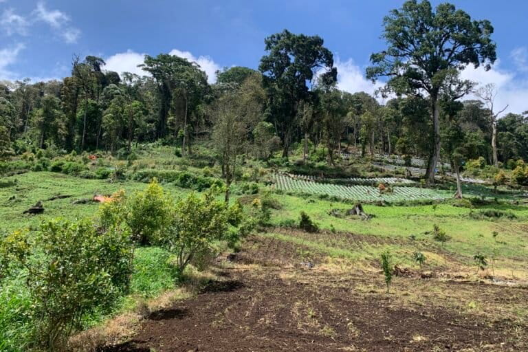 Ladang warga di dalam kawasan taman nasional, tak jah dari Danau Belibis, di ketinggian 2.000 mdpl.2.JPG