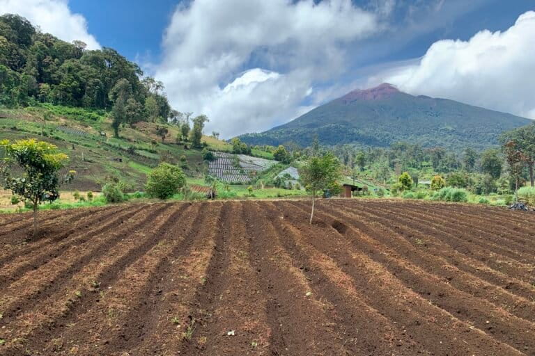 Ladang warga di dalam kawasan taman nasional, tak jah dari Danau Belibis, di ketinggian 2.000 mdpl.