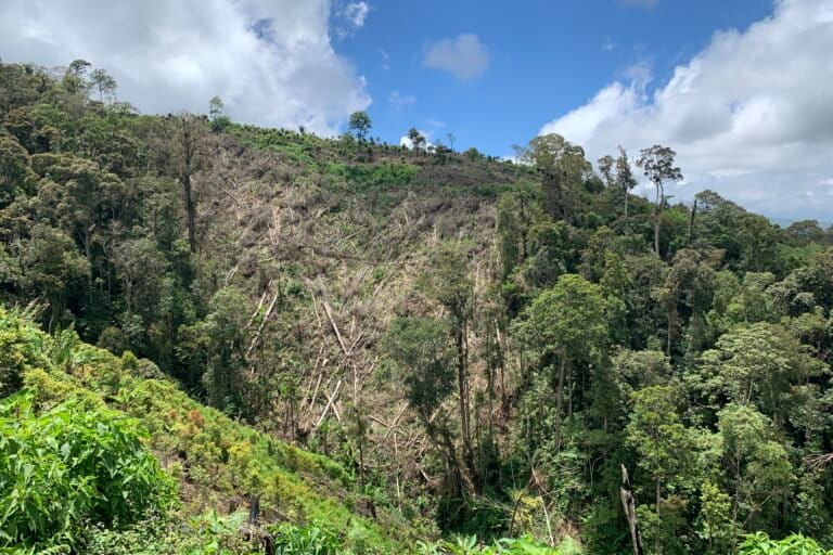 Perambahan di wilayah taman nasional Kerinci Seblat, letaknya di bukit di atas Desa Danau Tinggi, Kecamatan Gunung Kerinci, Kabupaten Kerinci..JPG Teguh
