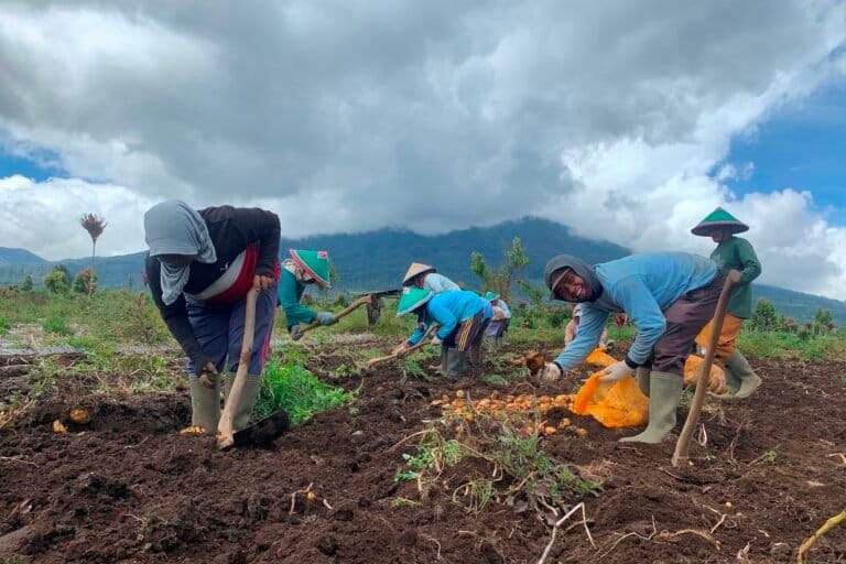 Rombongan-petani-sedang-panen-kentang-di-kaki-Gunung-Kerinci-di-Desa-Giri-Mulyo-Kecamatan-Kayu-Aro-Kabupaten-Kerinci.-scaled.jpg