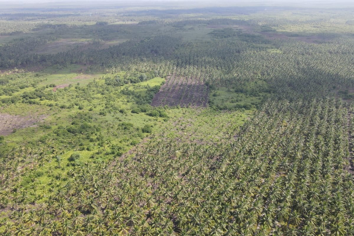 anaman kelapa dan tanaman lain warga di Pulau Mendol, bakal terdampak kalau perusahaan sawit masuk. Foto: Suryadi/ Mongabay Indonesia 