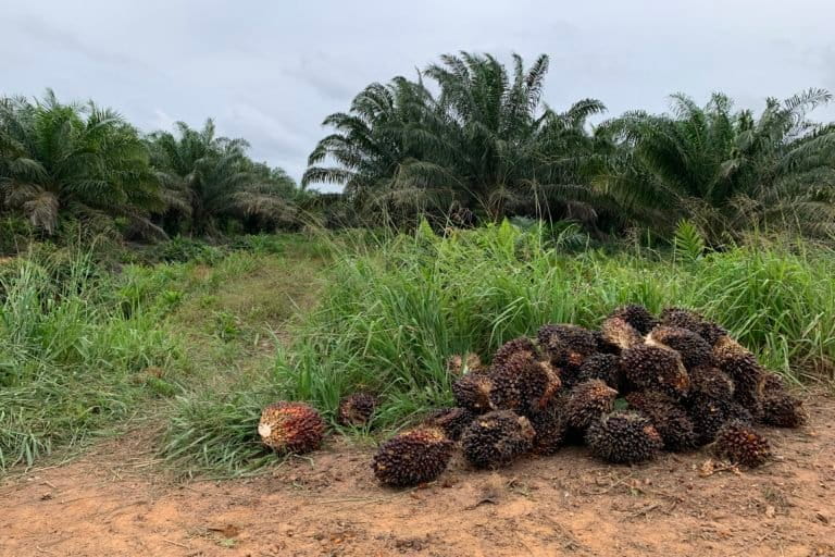Penen sawit-RKK tetap beroperasi di konsesinya di Desa Puding, Kecematan Kumpeh, Kabupaten Muaro Jambi yang sempat disegel Dirjen Gakkum KLHK pada 2019 akibat karhutla.1.JPG