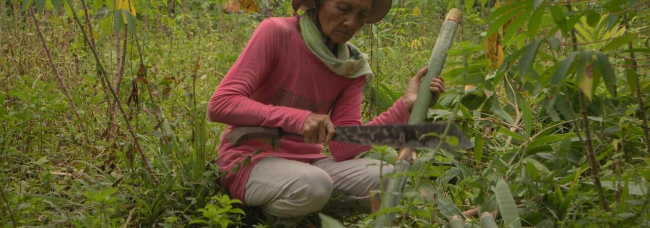 Seorang ibu memotong bambu di hutan Saibi untuk memasak sagu