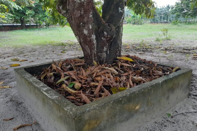  Daun kering yang berguguran tak jadi sampah tetapi kembali jadi pupuk. Foto: Suryadi/ Mongabay Indonesia
