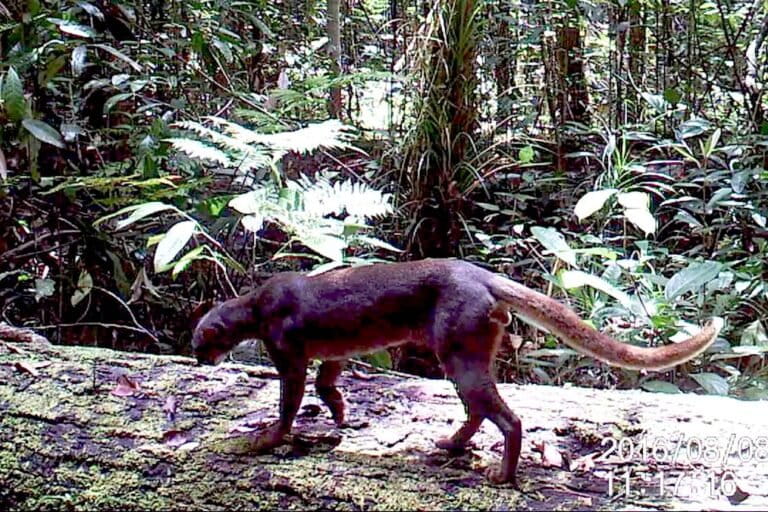 Jejak Elusif Kucing Merah Kalimantan: Hantu Hutan yang Terancam Punah