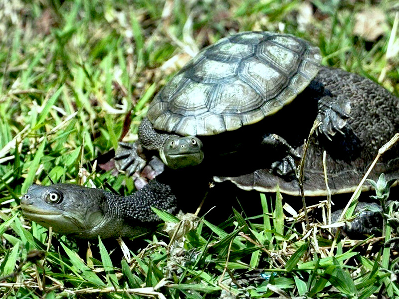 Uy qurgan uzbekcha seks