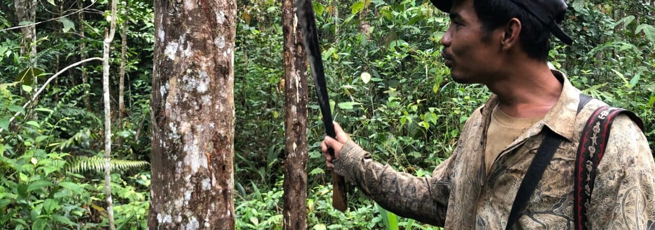 Endi Panjaitan, Petani Kemenyan Simardangiang sedang menderes getah kemenyan [Barita N. Lumbanbatu]