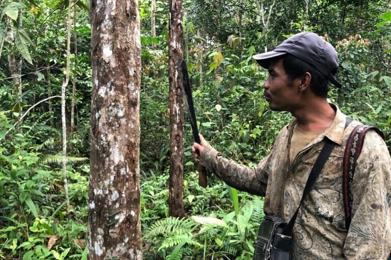 Endi Panjaitan, Petani Kemenyan Simardangiang sedang menderes getah kemenyan [Barita N. Lumbanbatu]